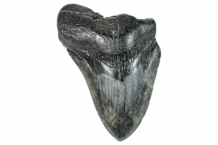 Partial Fossil Megalodon Tooth - South Carolina #277378